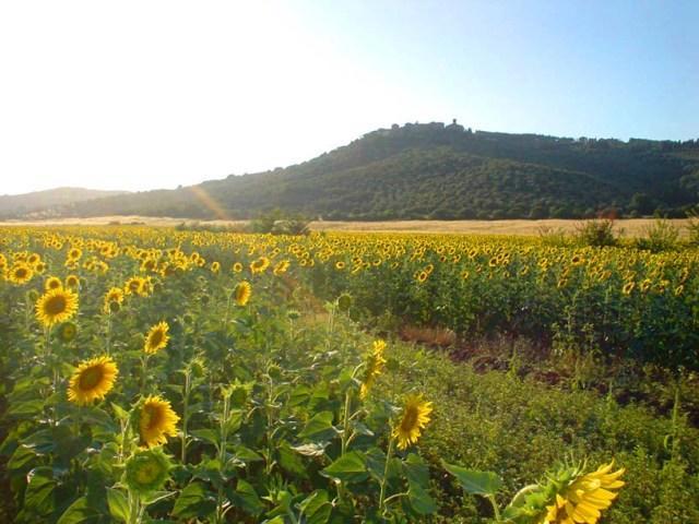 Agriturismo Lupo Vecchio Γκροσέτο Εξωτερικό φωτογραφία